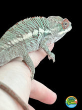 Load image into Gallery viewer, Ambilobe male: Rogue x Phoenix (J7)