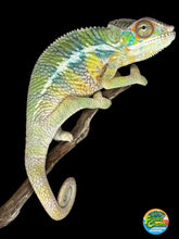 Load image into Gallery viewer, AMBILOBE Panther Chameleon: (E6)