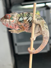 Load image into Gallery viewer, Ambilobe male: Rogue x Phoenix (I8)