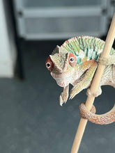 Load image into Gallery viewer, Ambilobe male: Rogue x Phoenix (I8)