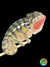 Load image into Gallery viewer, Ambilobe male: Flash x Lucia (P4)