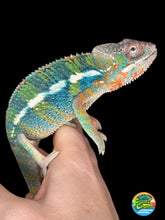 Load image into Gallery viewer, AMBILOBE Panther Chameleon: (J2)