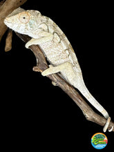 Load image into Gallery viewer, AMBILOBE FEMALE Panther Chameleon: šŗ (Q10)