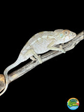Load image into Gallery viewer, AMBILOBE FEMALE Panther Chameleon: šŗ (Q12)