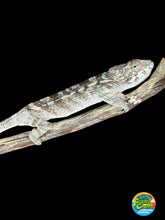 Load image into Gallery viewer, AMBILOBE FEMALE Panther Chameleon: šŗ (Q19)