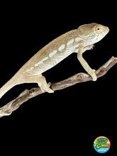 Load image into Gallery viewer, AMBILOBE FEMALE Panther Chameleon: 🚺 (S12)