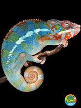 Load image into Gallery viewer, AMBILOBE Panther Chameleon: (J5)