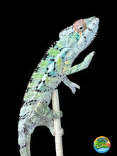 Load image into Gallery viewer, Ambilobe male: Sam x Georgia (R3)