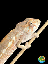 Load image into Gallery viewer, Ambilobe FEMALE: Flash x Georgia 🚺 (S5)