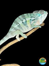 Load image into Gallery viewer, AMBILOBE Panther Chameleon: (E22)