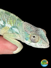 Load image into Gallery viewer, AMBILOBE Panther Chameleon: (E21)