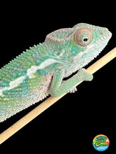 Load image into Gallery viewer, Ambilobe male: Flash x Rocky (R5)