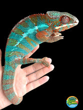 Load image into Gallery viewer, Ambilobe male: JIMMY WALKER