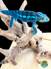 Load image into Gallery viewer, Ambanja male: GOODWIN