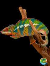 Load image into Gallery viewer, Ambilobe male: WC Hawkeye x Nugget (J1)