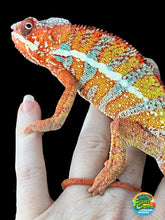 Load image into Gallery viewer, AMBILOBE male: Dax x “Whiskey Girl” (J9)
