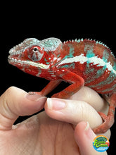 Load image into Gallery viewer, AMBILOBE Panther Chameleon: (J7)
