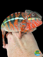 Load image into Gallery viewer, AMBILOBE male: WC Hawkeye x Nugget (C2)
