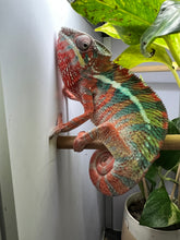 Load image into Gallery viewer, AMBILOBE male: WC Hawkeye x Nugget (C2)