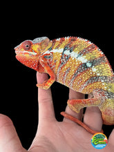 Load image into Gallery viewer, Ambilobe male: Dax x Whiskey Girl (C8)