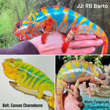 Load image into Gallery viewer, AMBILOBE Panther Chameleon: Riot/JJ/Bolt (J2)