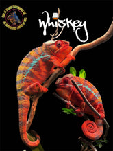 Load image into Gallery viewer, AMBILOBE male: Dax x “Whiskey Girl” (J9)