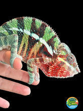 Load image into Gallery viewer, AMBILOBE Panther Chameleon: Riot/JJ/Bolt (J2)