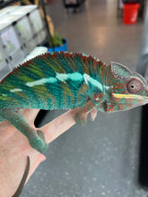Load image into Gallery viewer, Ambilobe Panther Chameleon Riot/JJ/Bolt