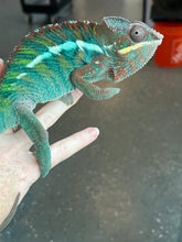 Load image into Gallery viewer, Ambilobe Panther Chameleon Riot/JJ/Bolt
