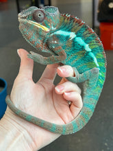 Load image into Gallery viewer, Ambilobe Panther Chameleon Riot/JJ/Bolt