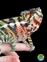 Load image into Gallery viewer, AMBILOBE Panther Chameleon: WC Hawkeye x Nugget (C11)