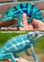 Load image into Gallery viewer, AMBANJA/NOSY FALY male (R8)
