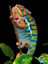 Load image into Gallery viewer, AMBILOBE Panther Chameleon: WC Hawkeye x Nugget (F4)
