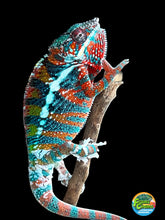 Load image into Gallery viewer, AMBILOBE male: WC Hawkeye x Nugget (J3)