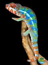 Load image into Gallery viewer, AMBILOBE Panther Chameleon: (J1)