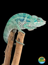 Load image into Gallery viewer, AMBANJA/NOSY FALY male (E15)