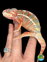Load image into Gallery viewer, AMBILOBE Panther Chameleon: (J2)
