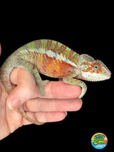 Load image into Gallery viewer, AMBILOBE Panther Chameleon: (E31)