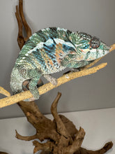 Load image into Gallery viewer, AMBILOBE Panther Chameleon: (E36)