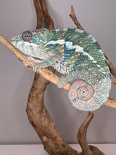 Load image into Gallery viewer, AMBILOBE Panther Chameleon: (E36)