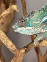 Load image into Gallery viewer, AMBILOBE Panther Chameleon: (E36)