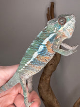 Load image into Gallery viewer, AMBILOBE Panther Chameleon: (E36)