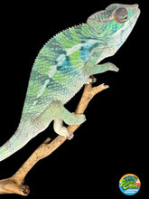 Load image into Gallery viewer, AMBILOBE Panther Chameleon: (E22)