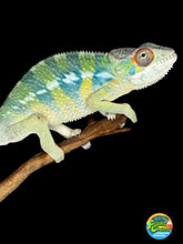 Load image into Gallery viewer, AMBILOBE Panther Chameleon: (E21)