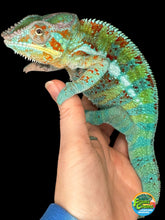 Load image into Gallery viewer, AMBANJA Panther Chameleon: (J5)