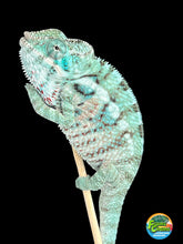 Load image into Gallery viewer, AMBANJA/NOSY FALY male (I5)
