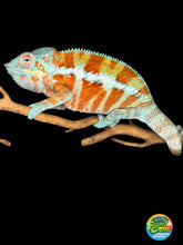 Load image into Gallery viewer, AMBANJA Panther Chameleon: (J7)