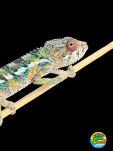 Load image into Gallery viewer, AMBILOBE male: Sam x Amie (Q1)