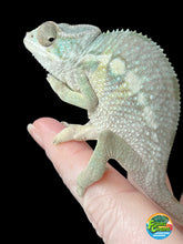 Load image into Gallery viewer, AMBILOBE male: Starburst x Margaret (R8)