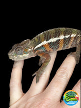 Load image into Gallery viewer, AMBILOBE Panther Chameleon: (E18)